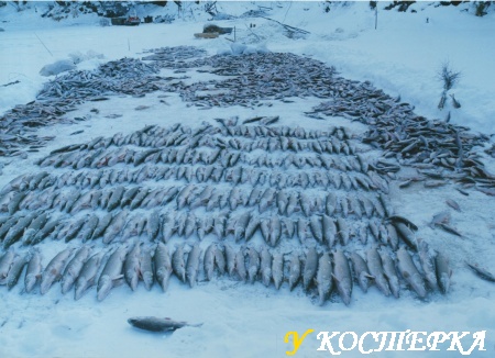 Рыбный промысел зимой. Дальний кордон