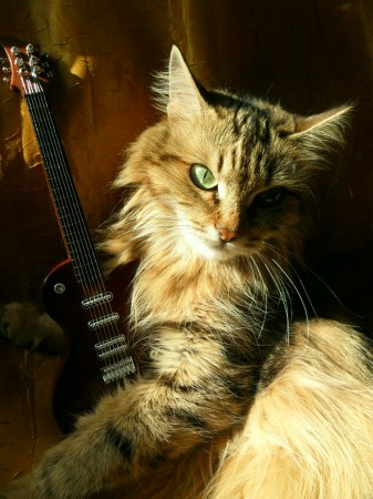 Кошка Соня с гитарой
