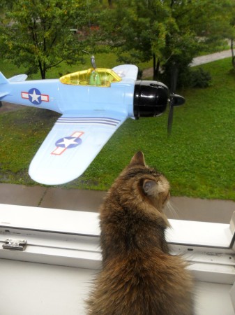 Кошка и самолётик