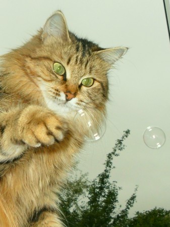 Кошка и мыльные пузыри
