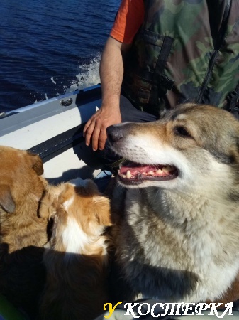 Собаки в лодке.