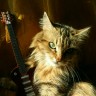 Кошка Соня с гитарой