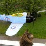Кошка и самолётик