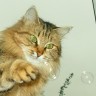 Кошка и мыльные пузыри
