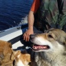 Собаки в лодке.